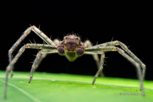 Crab Spider