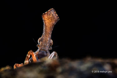 Lantern Bug Nymph