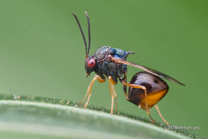 Eucharitidae parasitic wasps