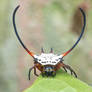 Long horned Orb Weaver Spider