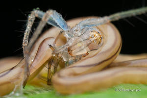 Terrestrial ribbon worm with Lynx prey
