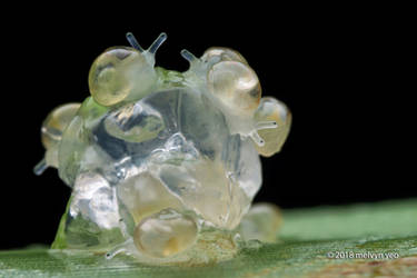 Hatching Snails