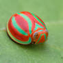 Hemisphaerius formosus Melichar, 1913