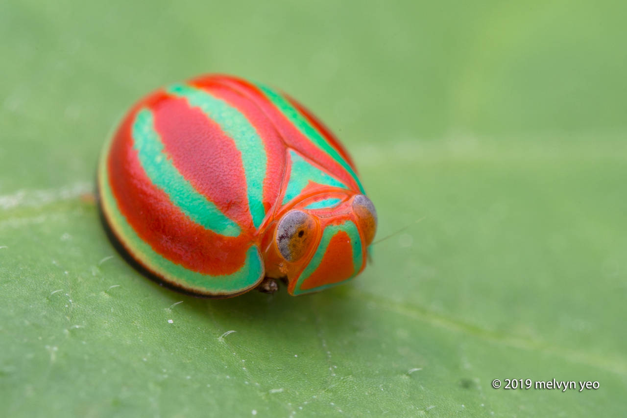 Hemisphaerius formosus Melichar, 1913 by melvynyeo