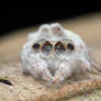 Jumping Spider killed by parasitic fungus