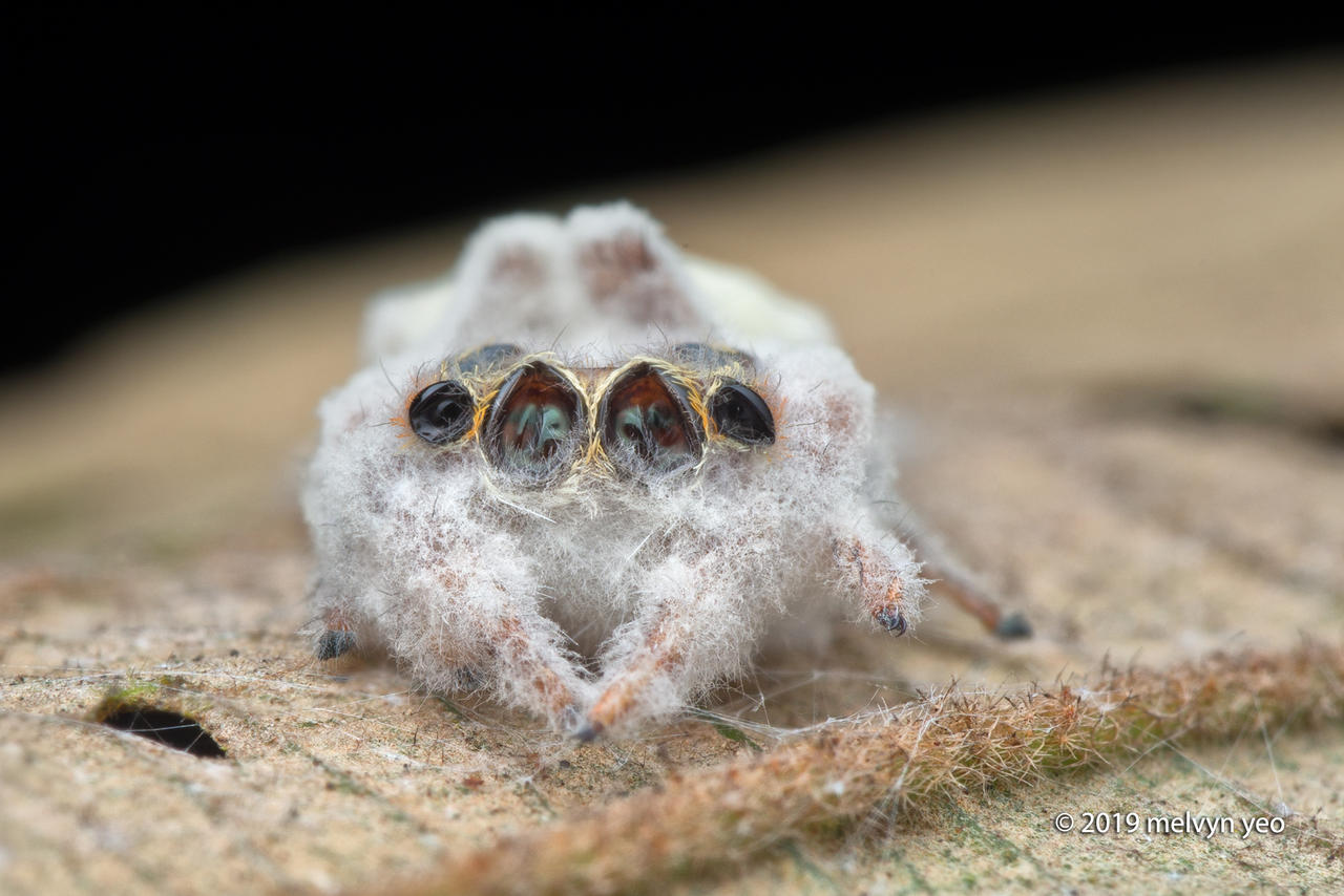 Jumping Spider killed by parasitic fungus by melvynyeo