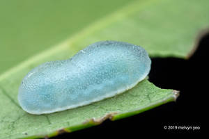 Gelatin Slug Caterpillar