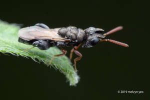 Dirhinus sp. Chalcididae