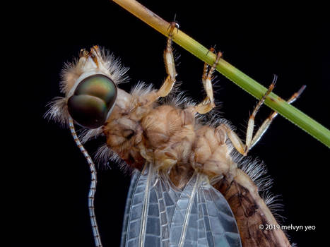 Moulting Owlfly