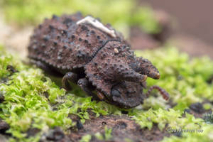 Tenebrionidae, Bolitophagini