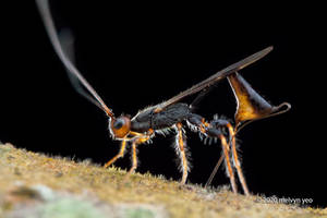 Doryctinae laying eggs