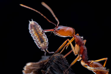 Trap-Jaw Ant with woodlouse prey