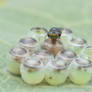 Pteromalidae with bug eggs
