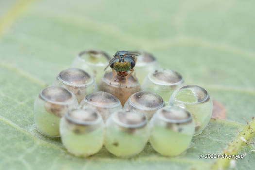 Pteromalidae with bug eggs