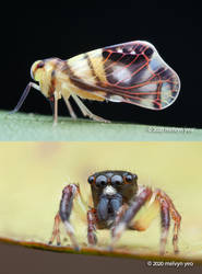Planthopper mimic a jumping spider