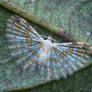 Many-plumed moth