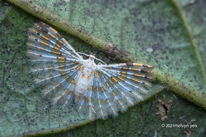 Many-plumed moth