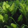 a fern.