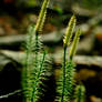 lycopodium.