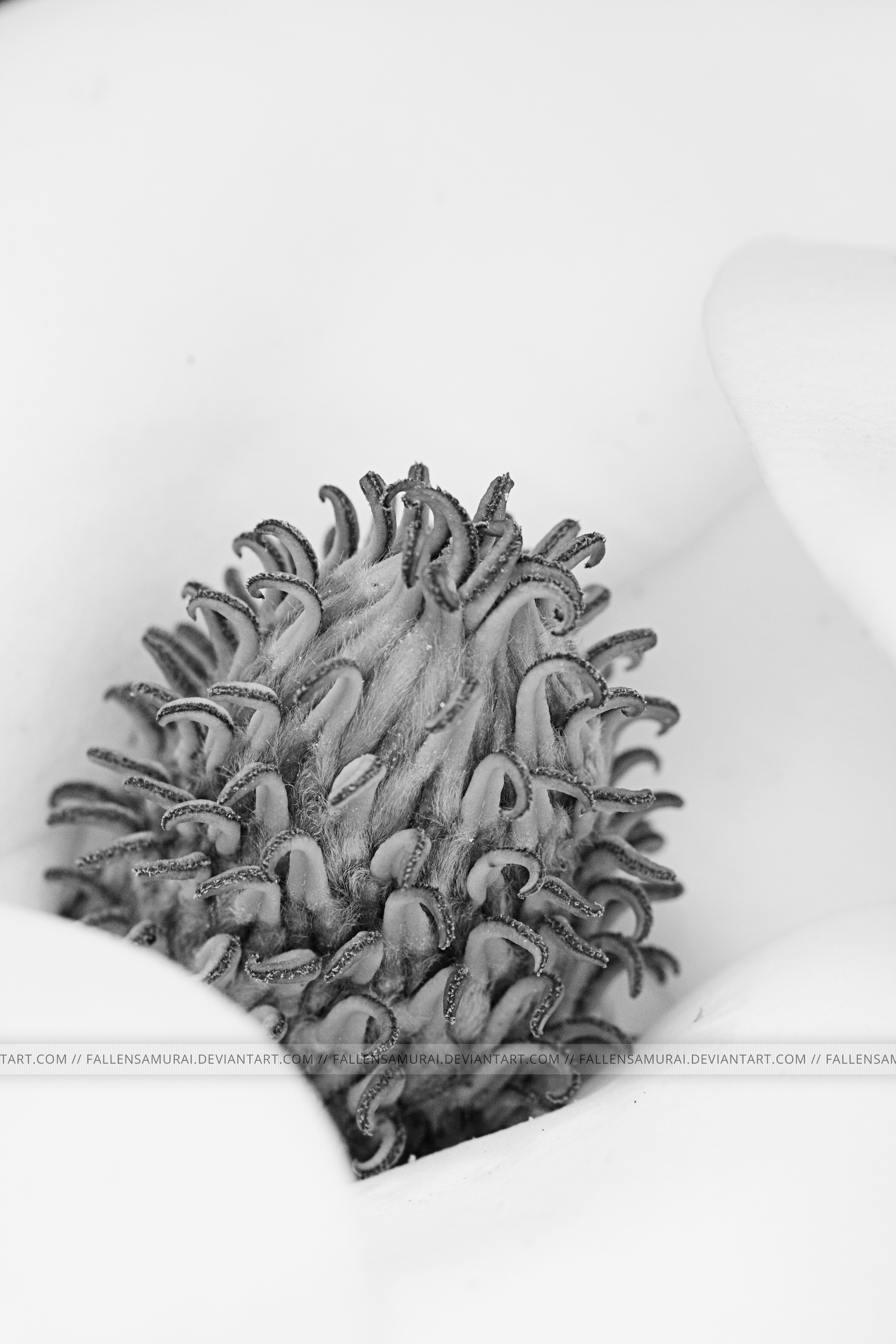 Magnolia Blossom