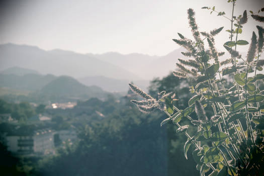 Sunshine and Flowers!