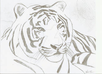 another tiger