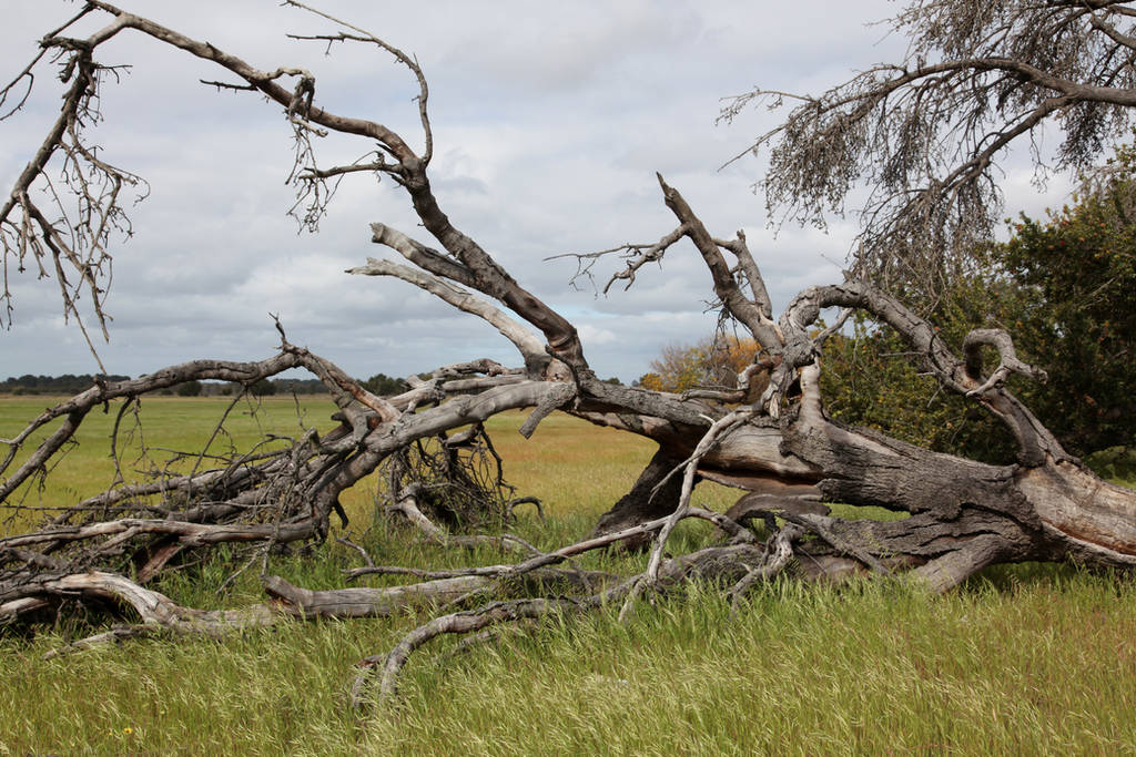 Fallen tree2 by faestock
