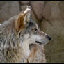 Mexican Wolf