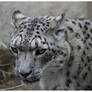 Snow Leopard