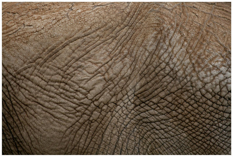 Elephant Skin