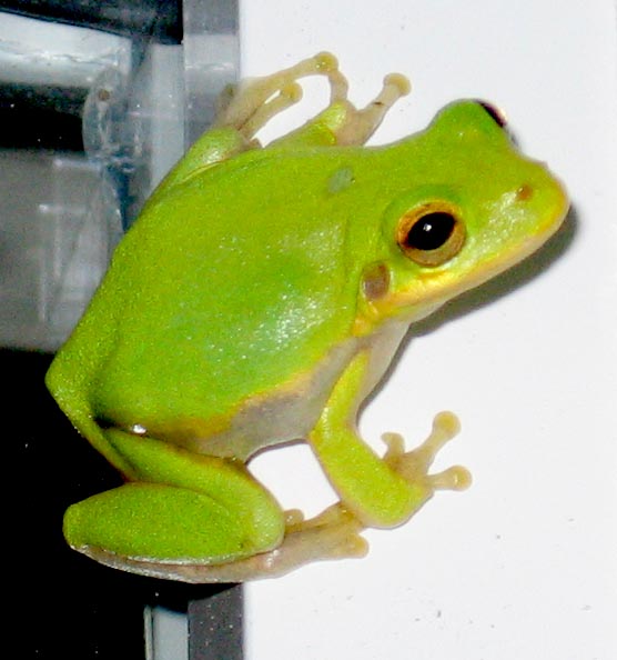 Frog