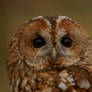Twany Owl...