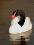 Black Necked Swan by shaunthorpe