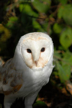 Barn Owl 1