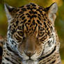 African Leopard 2