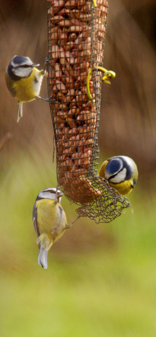 Blue Tits on feeder