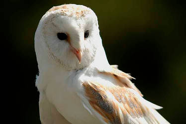 Barn Owl