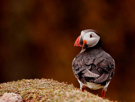 Puffin 2