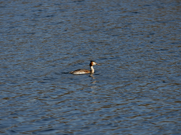 Great Crested Grebe