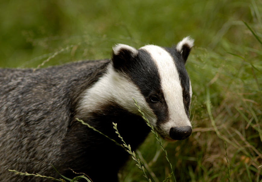 Badger 2