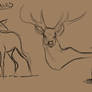 Deer Studies