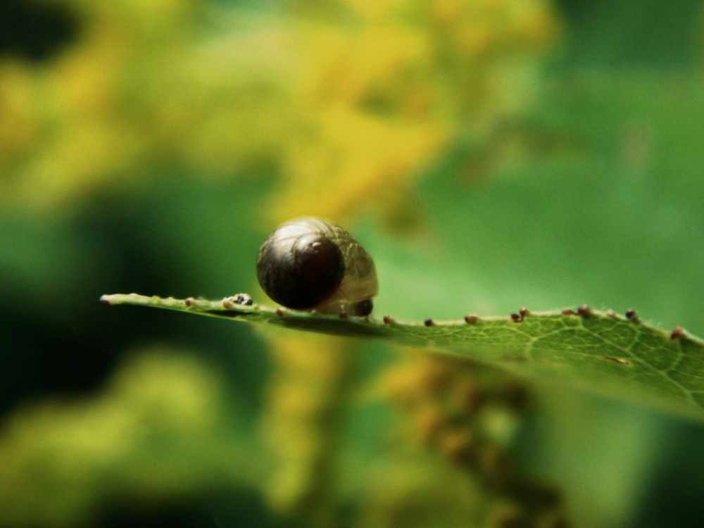 snoozing snail