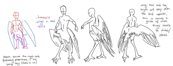 Bird-taur proportions guide