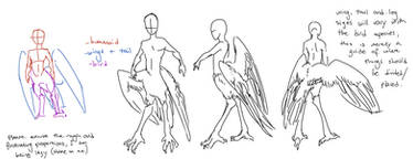 Bird-taur proportions guide