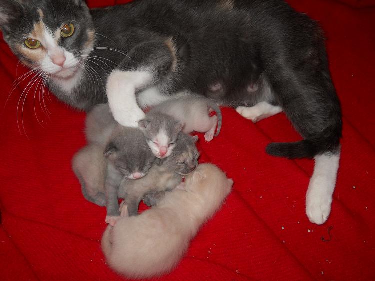 Lily and her kittens