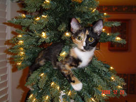 4466 1128491342062 1481466 N