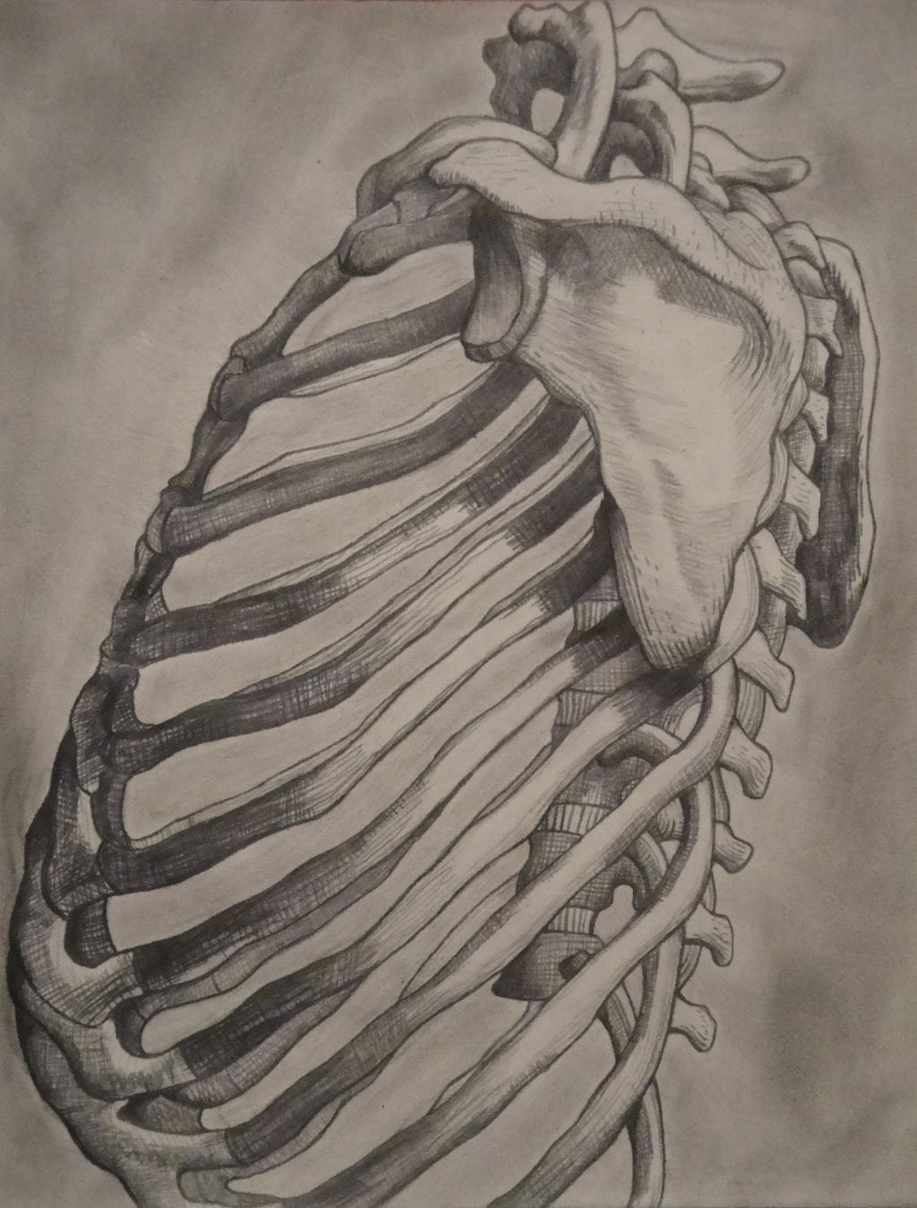 pic Human Rib Cage Side View rib cage side view by