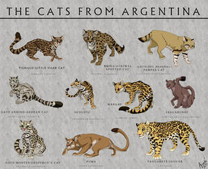 Cats from Argentina