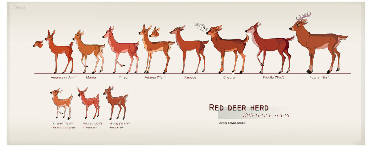 Red deer herd: Reference sheet by Nothofagus-obliqua on DeviantArt