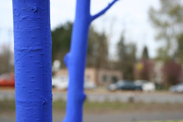 Blue Trees in Kenmore